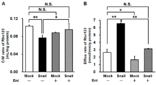 Figure  3-3  Effects  of  Ent  on  Snail-induced  change  in  Rho123  uptake  and  efflux in HCC827 cells