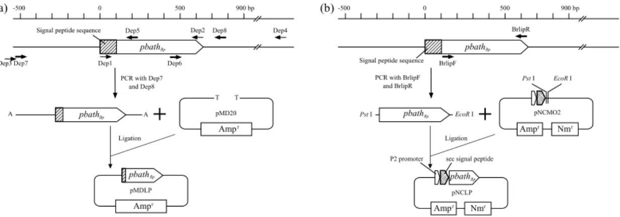 Fig.  5.  Scheme  of  plasmid  DNAs  construction.  (a)  To  clone  PBATH Bp   gene  (pbath Bp ),  8  primers  were  designed