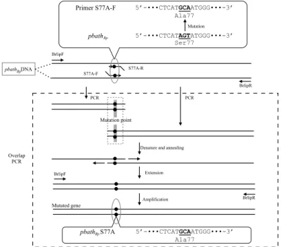 Fig. 6. Overlap PCR to amplify mutated gene of pbath Bp . 