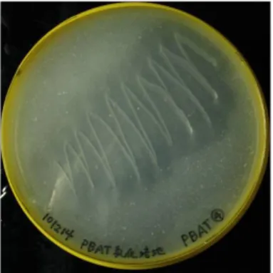 Fig.  7.  Clearzone  formation  on  PBAT-containing  plate by PBAT-degrading bacteria