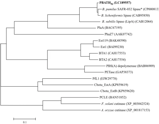 Fig.  11 は，種々の加水分解酵素のアミノ酸配列に基づき作成された樹形図を示している。