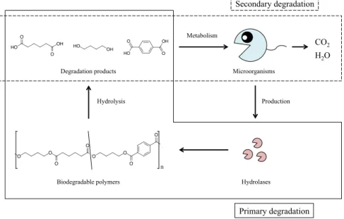 Fig.  3.  Biodegradation  mechanisms  of  biodegradable  polymers.  Primary  and  secondary  degradations  are surrounded by solid and broken lines, respectively