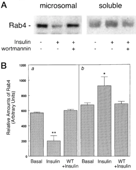 Figure 6  Effects of wortmannin on insulin-induced Rab4 redistribution. 