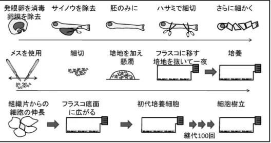 図 1 直播き法による魚類培養細胞の作出法 図 2 サケ科魚類の増養殖場で実施されている防疫対策 ている。 33,34) 現在採用されている孵化場あるいは種苗生 産施設における疾病防除対策は，飼育器具機材および 施設の衛生管理，病原体フリー飼育用水の確保，健康親 魚の確保あるいは選別，卵洗浄および消毒，稚仔魚の健 苗性の確認のための病原体検査，飼育水温の管理，飼育 排水の殺菌等である（図 2）。 34) 飼育池あるいは生簀へ の移動および放流に際しての防疫対策は健苗性の確認と ワクチン投与である。さらに養