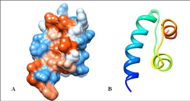 Figure 2.2: Structure of plant insulin extracted from Canavalia ensiformis,  identification number Q7M217 [A] protein hydrophobic surface and [B] ribbon  representations generated by chimera software