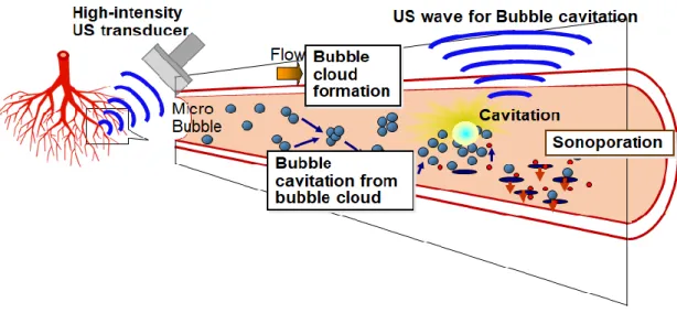 Fig. 1-3.  微小気泡ダイナミクスを利用したドラックデリバリ  1-3.  超音波によって微小気泡が引き起こす現象  1-3-1.  ソノポレーション  ソノポレーション[1]とは、“高周波超音波が生細胞へ与える効果”について指す言葉である。Fig