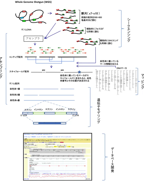 図 1-1 ゲノム解析における概略フロー  以降、ゲノム解読の歴史を示したのち、ゲノム解析における概略フローに沿っ て、シークエンシング、アセンブリング、マッピング、遺伝子モデリング、デ ータベース開発について述べる。 Whole Genome Shotgun (WGS)ゲノムDNA  断 片 ( x7-x10 ) 両端の配列を500-600塩基対ほど読む 補助的にフォスミドも同様に読むアセンブラ 補助的にBACエンドも同様に読むコンティグ配列gapgapスキャフォールド配列 染色体に載っているマーカ情報を