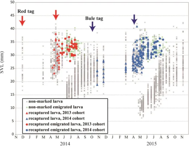 Fig. 5. Time sequence in SVL distributions and recapture of marked larvae from  October 2013 to May 2015