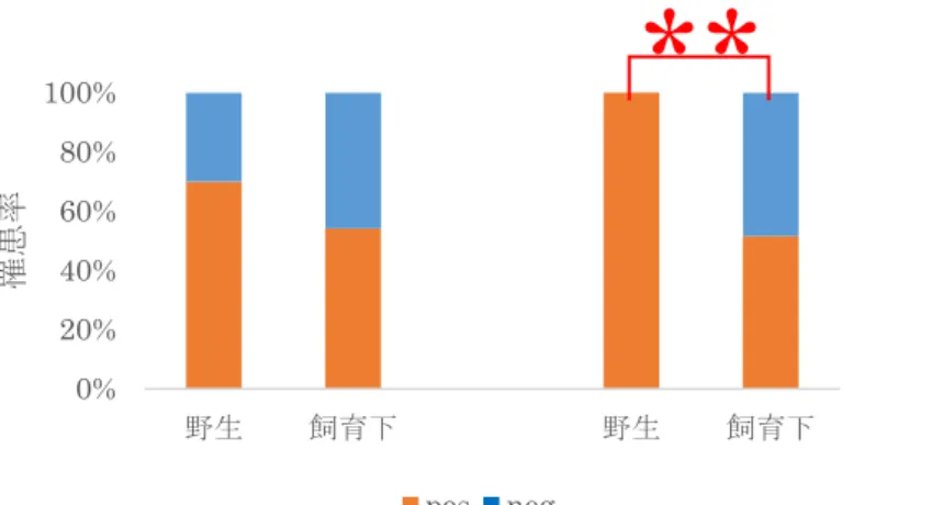 図 4.  出 生 場 所 と 水 晶 体 疾 患 と の 関 係（ 左 ： カ リ フ ォ ル ニ ア ア シ カ 、右 ： ゴ マ フ ア ザ ラ シ ） ゴ マ フ ア ザ ラ シ に お い て 、 野 生 由 来 の 個 体 に 水 晶 体 疾 患 の 罹 患 が 多 い こ と が 明 ら か と な っ た （ p =0.0002 ）。 図 5