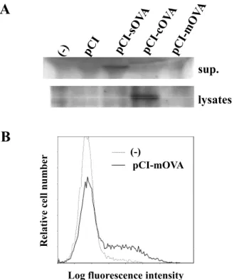 Fig. 1. Cellular localization of OVA in HEK293 transfectants. 