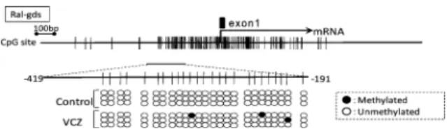 Table 4 Hypomethylated candidate genes in VCZ generation analyzed by MS-RDA.