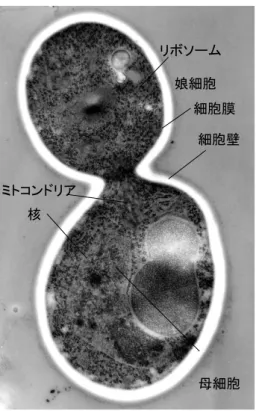図 1 出芽増殖する Candida albicans の電子 顕微鏡像(千葉大学真菌医学研究センター， 山口正視先生  ご提供) 核ミトコンドリア リボソーム 細胞壁細胞膜娘細胞 母細胞