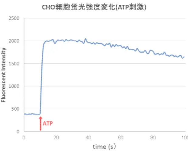 図 7　CHO 細胞を ATP で刺激した ( 矢印 ) 際の蛍光強度変化