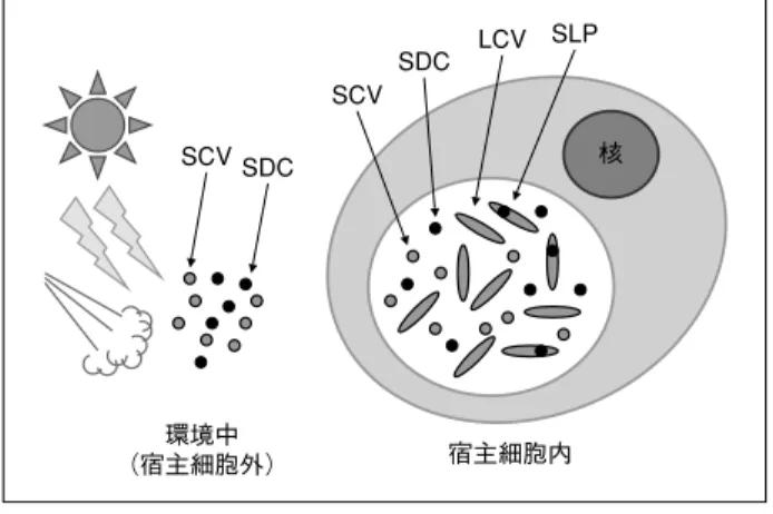 図 2 C. burnetii の増殖環 