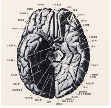 図 ３ － １ １   大 脳 半 球 底 面