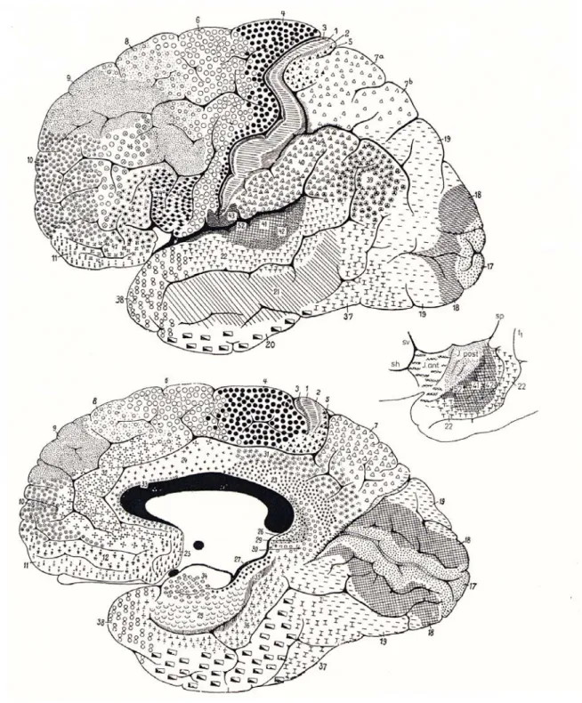 図 ３ － １ ７  ブ ロ ー ド マ ン の 脳 地 図  