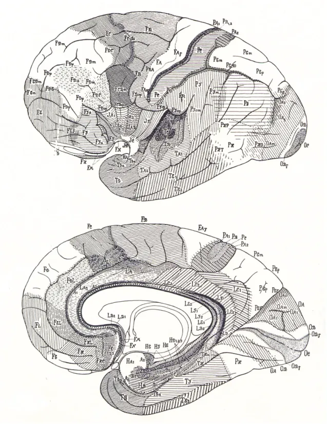 図 ３ － １ ８   フ ォ ン ・ エ コ ノ モ の 脳 地 図  