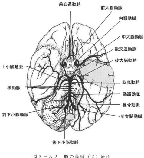図 ３ － ３ ２   脳 の 動 脈 （ ２ ） 底 面   ７ ． ３   静 脈 （ 図 ３ － ３ ４ ）     脳 の 静 脈 は 表 面 静 脈 と 深 部 静 脈 に 分 か れ る 。表 面 静 脈 は 上 、中 、下 大 脳 静 脈 に 分 か れ る 。 上 大 脳 静 脈 は 大 脳 半 球 の 背 側 、 背 外 側 、 お よ び 脳 梁 よ り 上 の 内 側 面 の 血 液 を 集 め る 。 中大 脳 静 脈 は 大 脳 半 球 外 面 の 上 方 の 血 液 を 集 め 