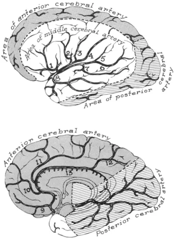 図 ３ － ３ ３   脳 動 脈 の 還 流 領 域 ： 上 ： 側 面 、 下 ： 内 面   anterior cerebral artery：前大脳動脈、middle cerebral artery：中大脳動脈 