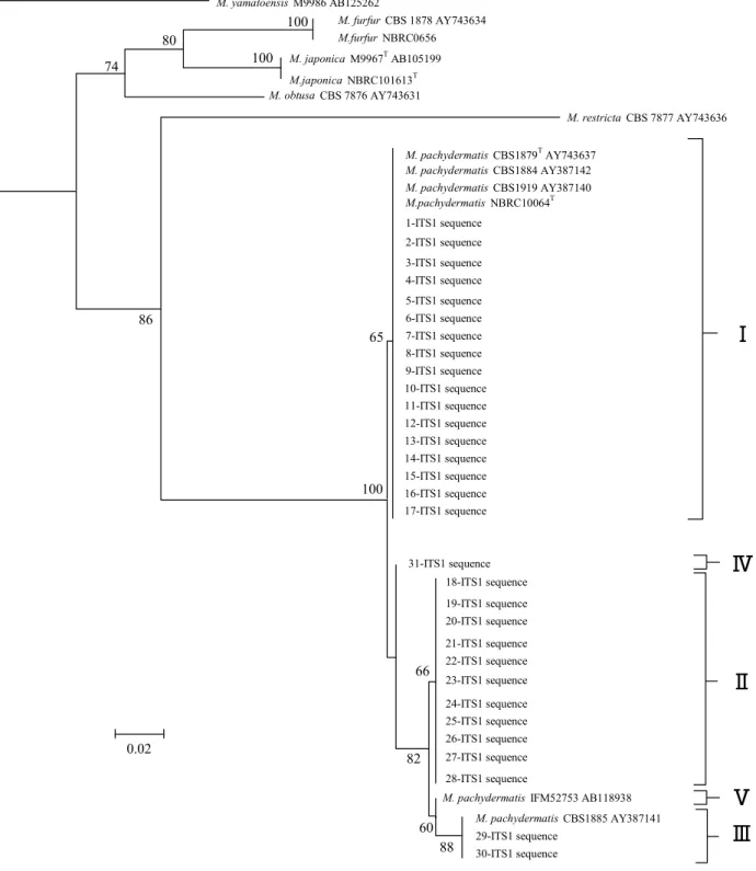 Fig. 1. Phylogenetic Analysis (Neighbor-Joining Method) of M. pachydermatis Isolated from Dogs in Tokyo, Based on The  Sequences of ITS1