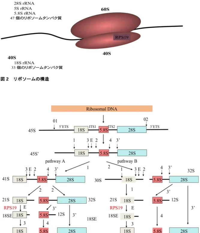図 2  リボソームの構造 