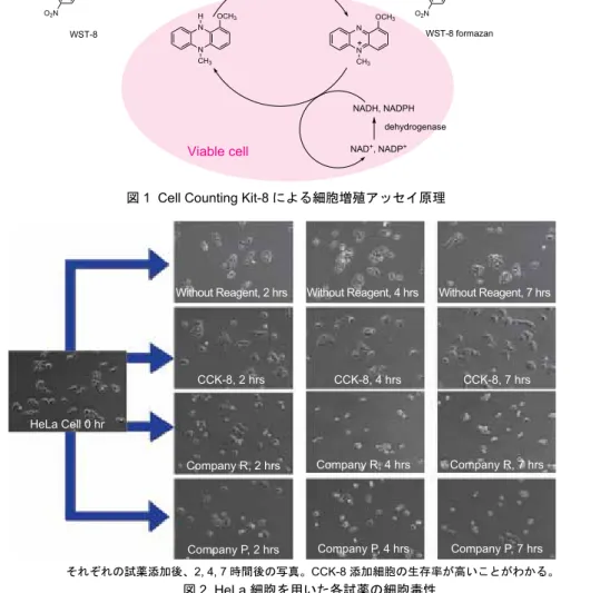 図 2  HeLa 細胞を用いた各試薬の細胞毒性HeLa Cell 0 hr