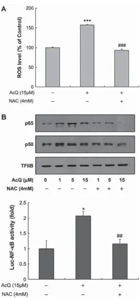 図 4 AcQ による NF-κB 活性化における ROS の関与 (A) AcQ に よ る ROS 産 生 に 及 ぼ す NAC の 効 果。
