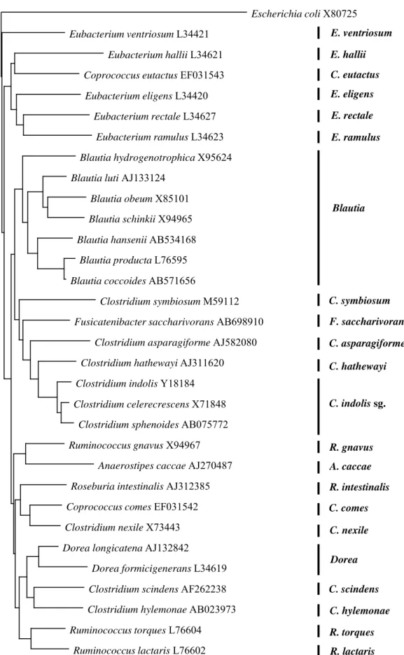 Figure  2-1     Phylogenetic tree showing the relationships among 16S rRNA gene sequences of  the Clostridium coccoides group