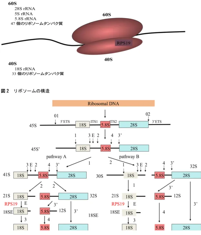 図 2  リボソームの構造 