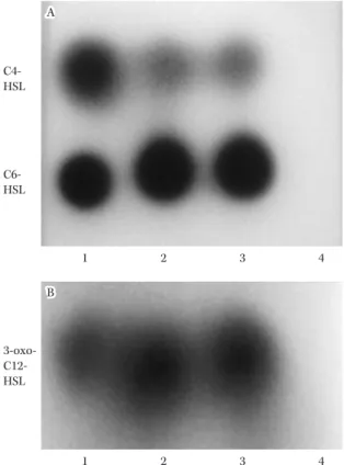 Fig. 10. Thin layer chromatography analysis of AHL pro- pro-duced by P. aeruginosa strains 44) .