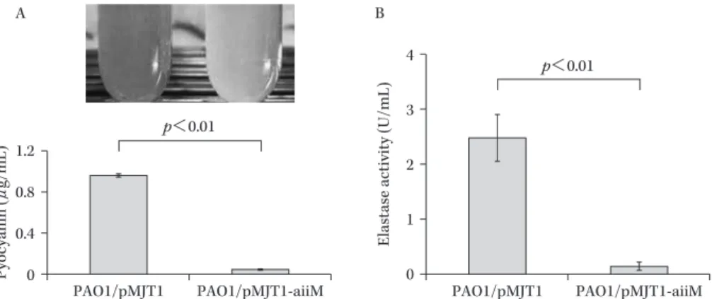 Fig. 11. The amount of pyocyanin (A) and elastase (B) activity in the culture supernatant of  PAO1/pMJT1 or PAO1/pMJT1-aiiM 44) .