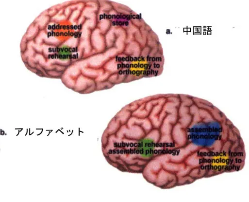 図 ７ － １ ４   中 国 語 漢 字 お よ び ア ル フ ァ ベ ッ ト 語 の 音 韻 処 理 時 に 活 性 化 さ れ る                       脳 領 野 （ 詳 細 は 本 文 参 照 ）  