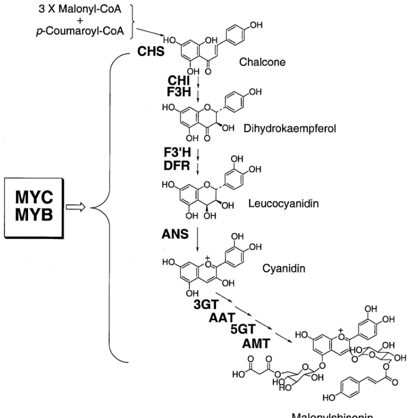 Fig. 3. Biosynthetic Pathway of Anthocyanin in P. frutescens var. crispa Myb 様遺伝子を単離し解析した．まず，キンギョ ソウの Myc 様遺伝子 Delila をプローブとしてアカ ジソ葉 cDNA ライブラリーをスクリーニングし， Mycrp を単離し，さらに Mycrp をプローブとし てアオジソから Mycgp を単離した． 15) Mycrp/gp 遺伝子は，MYC 因子の特徴的な bHLH（塩基性へ リックスルー