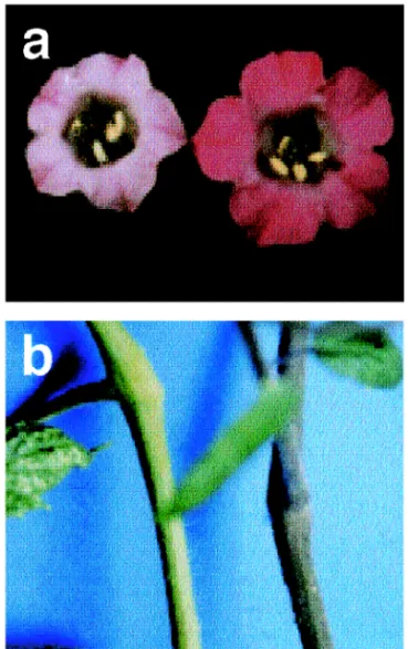Fig. 5. Induction of Gene Expression by White Light Irradia- Irradia-tion in Red Forma of P