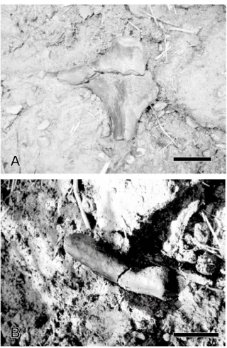 Fig. 4.  Mode of occurrence of antlers. Scale bars: 2cm.  A. Fork  013847）, B. Main beam  fragment（INM-4-013848）.
