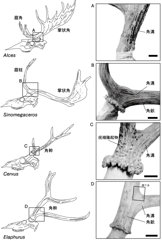Fig. 6.  Morphological comparison among Cervidae antlers. Scale bars: 2 cm. A, B, C and D show antler fork of the base of burr.ABCDABCD眉枝掌状角角溝角溝眉角掌状角角畝疣様隆起物角溝角幹角幹角畝角溝図 7