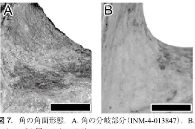 Fig. 7.  Surface morphology of antlers. A. the fork fragment