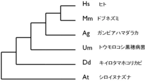表 1 20 種類の生物種 Table 1 Species for experiments