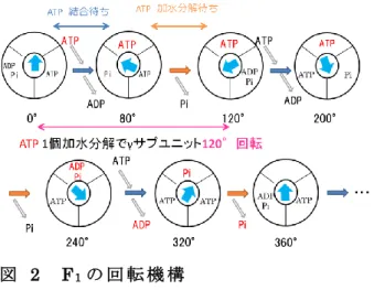図   2  F 1 の 回 転 機 構