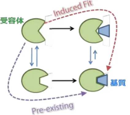 図 4  蛋白質と基質の従来の相互作用モデル  赤い経路が induced-fit モデル，紫の経路が pre-existing モデル．緑が蛋白質を表し，青い台形が基質を表 す．induced-fit では基質の結合に伴って，蛋白質が形を変え複合体に適した形に変形する．pre-existing モデルでは，複合体に適した構造は熱揺らぎよって基質結合以前に存在し，そこに基質が結合することで 複合体が形成される．  Tom20 はこのような認識過程を実現するために，コンセンサス配列の 3 つの疎水性残基を 3