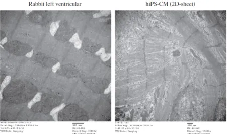 Fig. 6. Histological evaluation of rabbit left ventricular muscle and two-dimensional cultured hiPSC derived-cardiomyocytes using  transmission electron microscopy