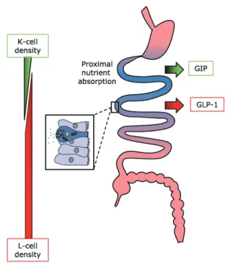 Fig. 2.  Incretin hormone secretion from K and L cells.  Glucose dependent insulinotropic polypeptide (GIP) is secreted  from K cells, which are predominantly found in the duodenum,  whereas  glucagon-like  peptide-1  (GLP-1)  is  secreted  from  L  cells,