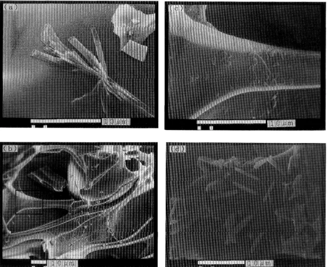 Fig. 10 Scanning electron micrographs of weathering products on volcanic glass surface of ● pumice as shown in sample number G2 (Pi) and G4 (P2)