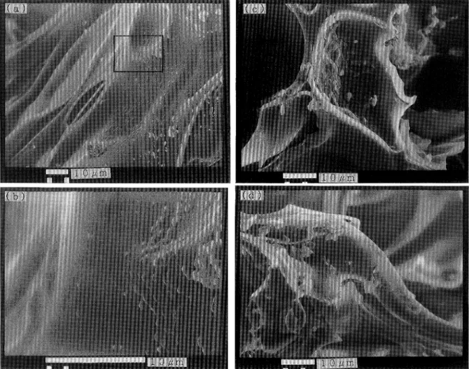 Fig. ll Scanning electron micrographs of weathering products on volcanic glass surface of pumice samples with sample number G4 (P2) and G6 (P3).