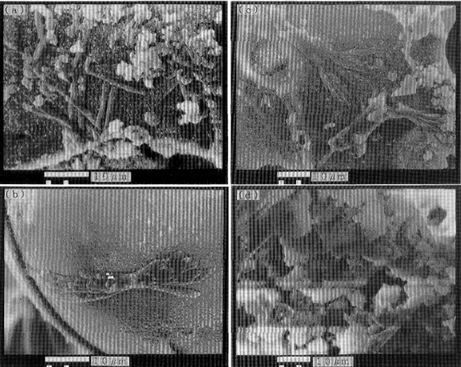Fig. 12 Scanning electron micrographs of weathering products on volcanic glass surface of pumice as shown in G13 (P7)