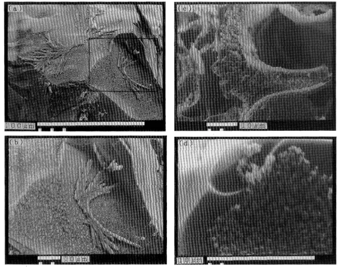 Fig. 13 Scanning electron micrographs of weathering products on volcanic glass surface of pumice as shown in sample G20 (Pll).