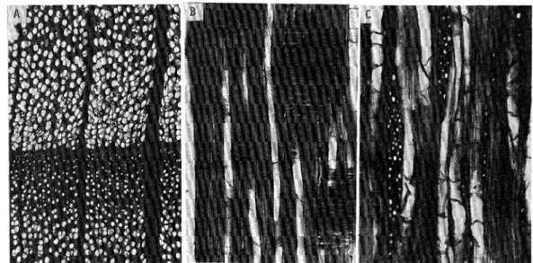 Fig. 5. Microphotographs showing the structural characteristics of the Kedoin lignites. A, cross section ; B, radial section ; C, tangential section. On the basis of the structural characteristics observed in A‑C, the lignites are identified to beFaguscren