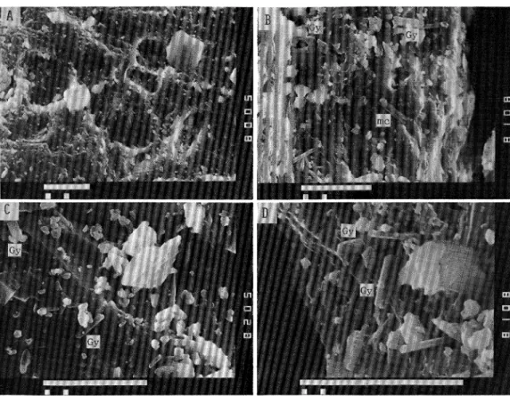 Fig. 12. Scanning electron microphotographs of microstructure and gypsum crystals on the surfaces of grains of black ashes from Sakurajima Volcano. Bars represent 10 /im. Taken by K. TOMITA