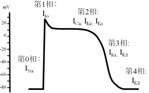 図 2.  心室筋の活動電位とイオン電流 