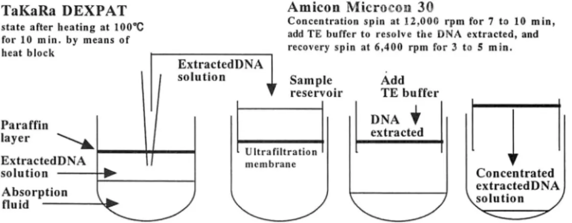 Figure 3. Extraction of DNA by means of TaKaRa DEXPAT™ and conentration by menas of Amicon MICROCON